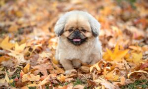 ケノンはどのくらいで効果が現れるのか？