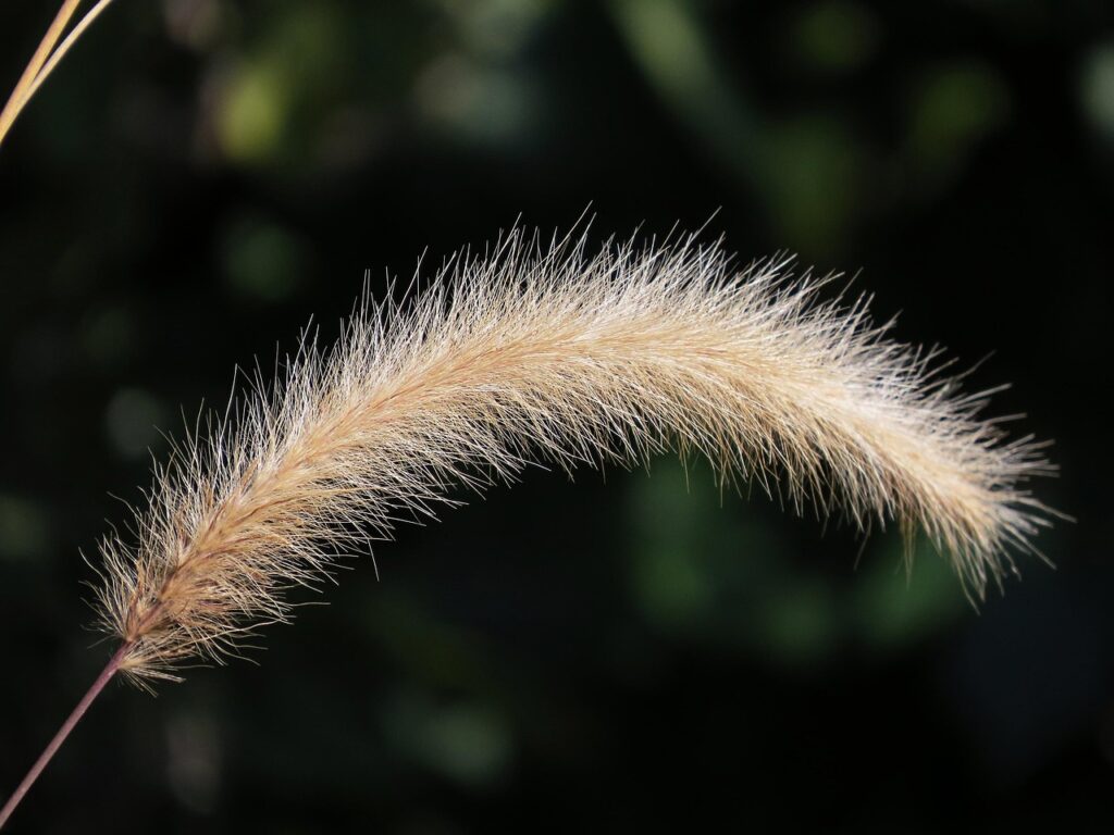 家庭用脱毛器で剛毛を効果的に処理する方法は？