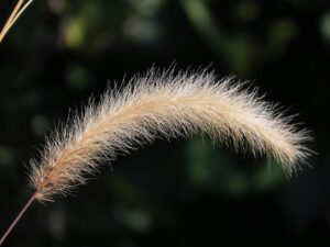 家庭用脱毛器で剛毛を効果的に処理する方法は？