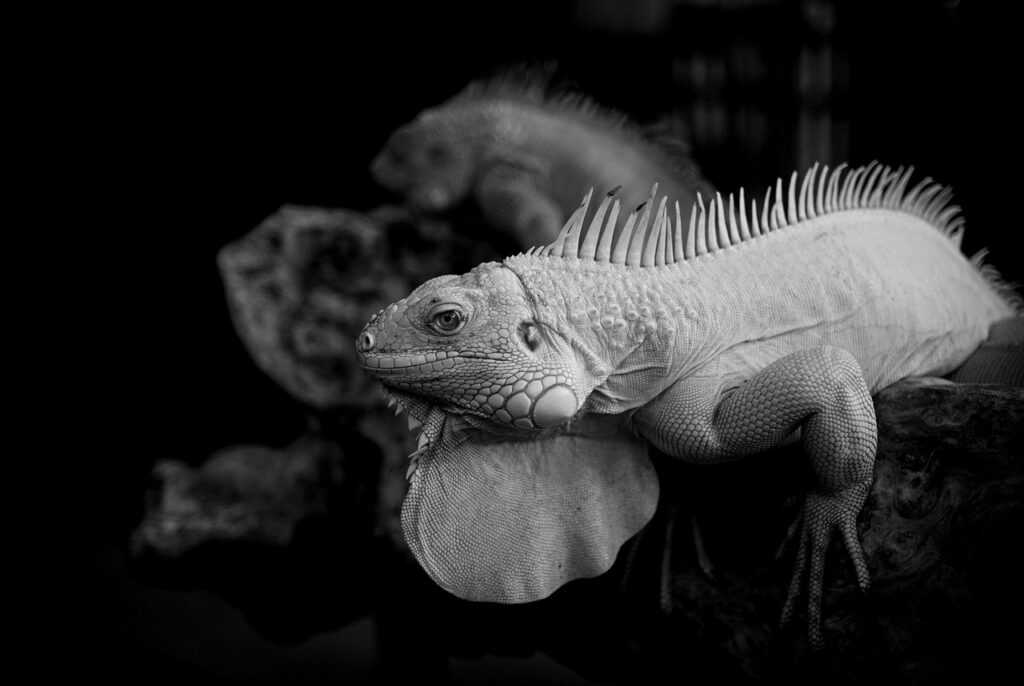 産毛脱毛器の選び方と効果は？