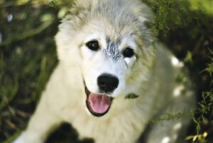 脱毛は何日おきに行うべきか？