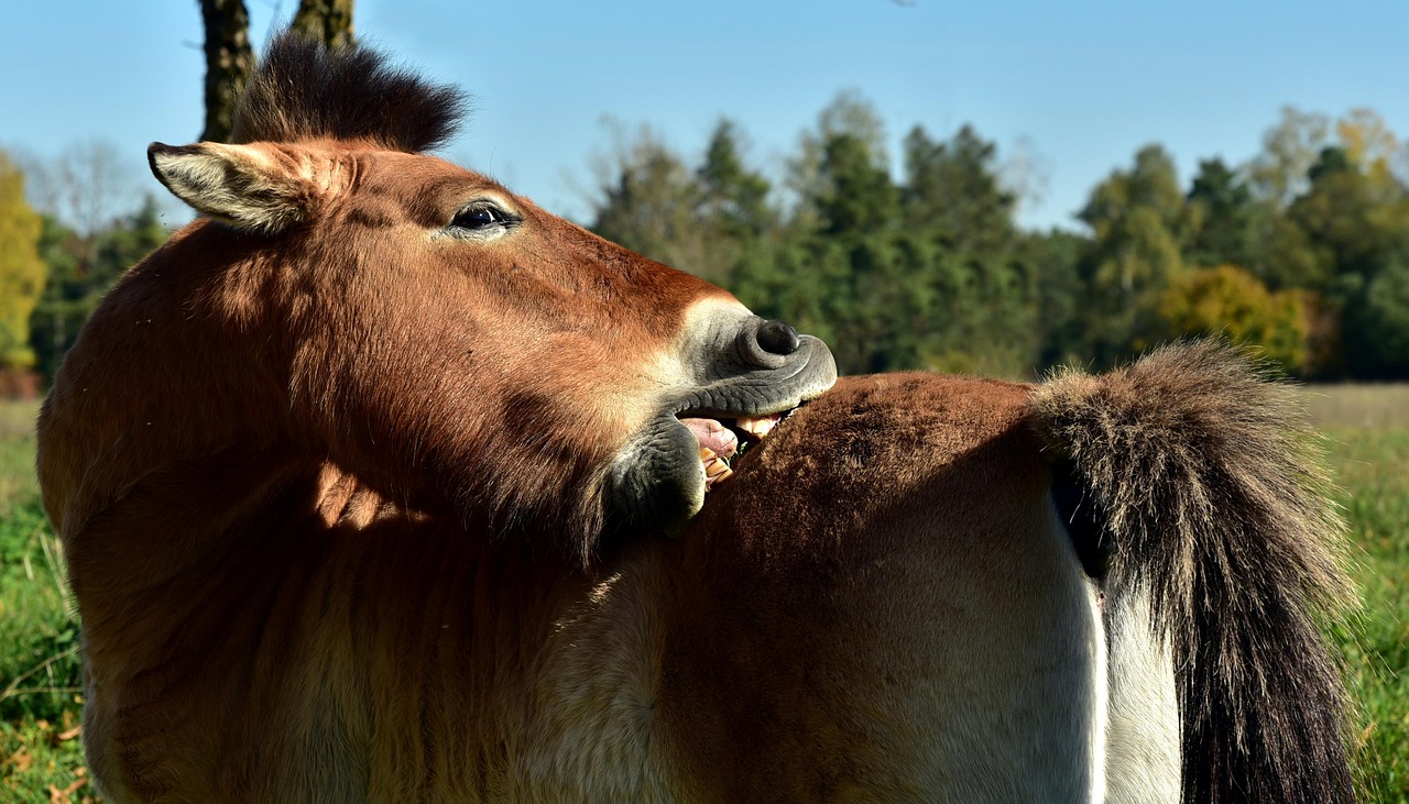 家庭用脱毛器で背中ケアがしやすい形状とは？