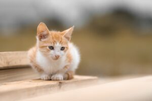 家庭用脱毛器のスペックは毛が太い人が見るべきポイントとは？